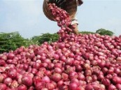 الجمعية التعاونية الزراعية: أزمة البصل مفتعلة وكيلو البصل بـ20 هللة في هذا الموعد