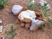 يستمر 13 يومًا.. بداية أيام سعد بلع ويكثر فيه الفقع