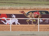 في ثالث أيام مهرجان خادم الحرمين الشريفين للهجن..  “بحر” التوقيت الأفضل في أشواط الـ “لقايا”
