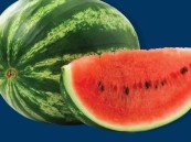 أسواق المملكة تستعد لاستقبال موسم الإنتاج المحلي من البطيخ