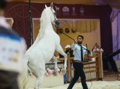 بالصور.. اليوم الثاني من مهرجان الشرقية الدولي لجمال الخيل العربية الأصيلة