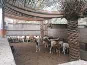 أمانة الأحساء تضبط “مسلخ ذبح عشوائي”