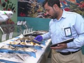 حملة تفتيشية للرقابة على محلات وأسواق بيع المنتجات البحرية بالأحساء