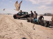 الحياة الفطرية.. إطلاق 60 طائرًا بحريًا في شاطيء العزيزية بالمنطقة الشرقية