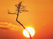 الأرصاد: موجة حارة وأتربة مثارة على الأحساء وأجزاء من المنطقة الشرقية