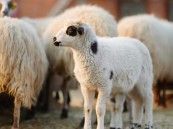 الرابط بالداخل.. سلمان للإغاثة يتيح إمكانية شراء أضحية العيد عبر منصة ساهم