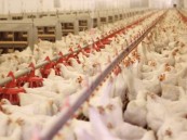 ابتداءً من العام الجديد.. آلية جديدة لنقل الدواجن الحية وبيض التفقيس