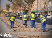أمانة الأحساء تنتهي من زراعة الأشجار بطريق الملك عبدالعزيز في العمران