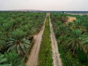 واحة الأحساء.. لؤلؤة خضراء وتاريخ طويل على خارطة التراث العالمي