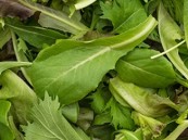 الجرجير.. مضاد للالتهابات والسرطان ويدعم المناعة بفوائده الصحية المتعددة