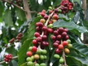 مختص في علوم الغابات: زراعة البن في المملكة زادت إلى 400%