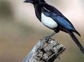 مهدد بالانقراض.. ما هو الطائر الوحيد الذي يستوطن السعودية دون غيرها؟