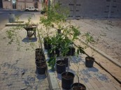 أمانة الأحساء تبدأ تشجير مدينة العيون بأكثر من 3 آلاف شجرة في مرحلتها الأولى