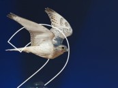 الأحد المقبل.. انطلاق فعاليات كأس نادي الصقور في الظهران إكسبو