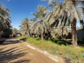 كيف تحمي الأحساء نخيلها من الصقيع؟.. مثلث الحل بين خبرة المزارع ودعم الوزارة وعلم الجامعة