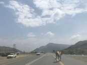 426 حادثًا مروريًا بسبب الحيوانات السائبة على طرق السعودية خلال 2025