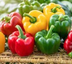 الفلفل الألوان خيار صحي للسحور.. يحافظ على النشاط ويرطب الجسم خلال الصيام