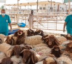 وفرة وأسعار مستقرة.. خطة متكاملة لدعم أسواق الشرقية باللحوم والفواكه