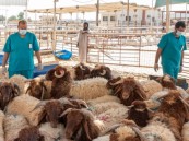 وفرة وأسعار مستقرة.. خطة متكاملة لدعم أسواق الشرقية باللحوم والفواكه