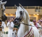 الخميس المقبل.. انطلاق مهرجان الشرقية الدولي لجمال الخيل العربية الأصيلة بالأحساء