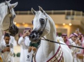 الخميس المقبل.. انطلاق مهرجان الشرقية الدولي لجمال الخيل العربية الأصيلة بالأحساء