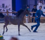 بمشاركة 278 جوادًا.. انطلاق مهرجان الشرقية الدولي للخيل العربية الأصيلة بالأحساء