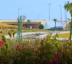 أمانة الأحساء تستحضر الإرث الزراعي في يوم مبادرة السعودية الخضراء