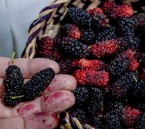 التوت الحساوي يزدهر في الحاضنات البلدية دعمًا للإنتاج المحلي بالأحساء