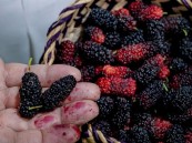 التوت الحساوي يزدهر في الحاضنات البلدية دعمًا للإنتاج المحلي بالأحساء