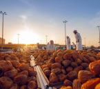 تطوير منظومة إنتاج متكاملة.. أرامكو تعزز قطاع التمور في الأحساء عبر تدريب 200 مستفيد