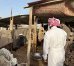 ضبط 4 أحواش عشوائية للذبح خلال عيد الأضحى بالأحساء
