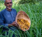 باكورة الرطب تصل الأسواق.. الأحساء تبدأ موسم الذهب الأحمر
