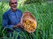 باكورة الرطب تصل الأسواق.. الأحساء تبدأ موسم الذهب الأحمر