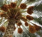 محمد العبدالقادر يكتب: خارفُ الغَرّْ