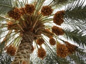 محمد العبدالقادر يكتب: خارفُ الغَرّْ
