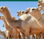 لحماية حقوق المتعاملين.. البيئة تعتمد الضوابط التنظيمية للمتاجرة بالإبل