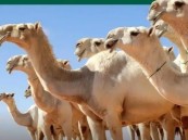 لحماية حقوق المتعاملين.. البيئة تعتمد الضوابط التنظيمية للمتاجرة بالإبل