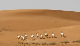 غرامة وإحالة للنيابة.. اشتراطات مرتقبة لحماية الكائنات الفطرية ومنتجاتها