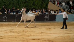 دراسة تاريخية: شرق الجزيرة العربية كانت سوقاً دولياً لأفضل أنواع الخيل