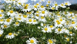 3 فوائد لاستخدام نبات “البابونج”.. وهذه الحالات يتعارض معها صحيًا