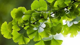 تقوي الذاكرة.. 5 فوائد صحية لمستخلص شجرة الجنكة