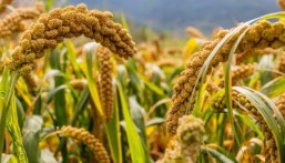 استخدام تقنيات حديثة لتطوير زراعة الدُّخن وزيادة إسهامه في الأمن الغذائي