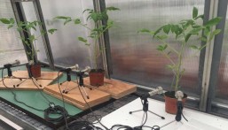 صدق أو لا تصدق.. نباتات “تبكي” وحيوانات تسمعها ودارسة تكشف مفاجأة