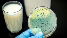 قد تنقل المرض للإنسان.. 5 حيوانات عرضة للإصابة بـ “الحمى المالطية”