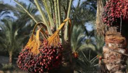 “موسم اللاهوب” يبدأ اليوم السبت ومستمر 13 يومًا.. ماهي صفات المرزم؟