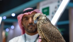المزاد الدولي لمزارع إنتاج الصقور.. ملتقى ثقافي واجتماعي واقتصادي للمنتجين والصقارين