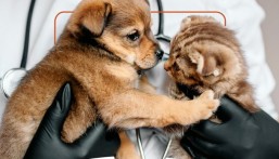 وقاء: مرض السعار مميت والكلاب مصدره الأول.. العدوى تنتقل للإنسان بنسبة 99%