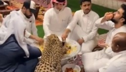 تنمية الحياة الفطرية: فيديو مشاركة النمر الأكل مع أشخاص تم تصويره خارج المملكة