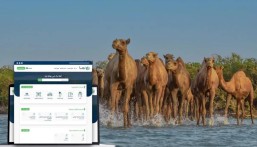 عبر منصة “نما”.. “البيئة”تعلن موعد انتهاء مهلة ترقيم الإبل وتسجيلها مجانًا