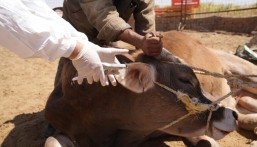 “وقاء” المنطقة الشرقية يُطلق الحملة الوطنية الأولى ضد مرض الحمى القلاعية لعام 2024م